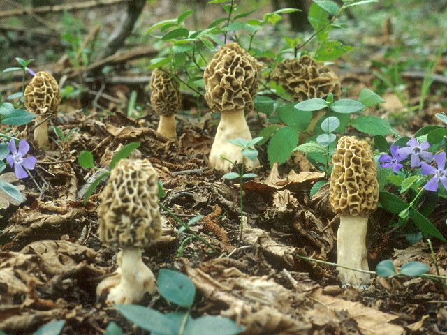  Image name: Morchella_rotunda3.jpg 
 width: 640 pixel 
 height: 480 pixel 
 Size: 154426 bytes 
 Click to enlarge 